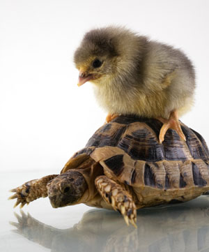 chick-on-tortoise